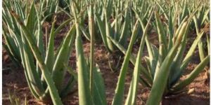 Aloe Vera Plant