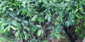 Jamun Plant
