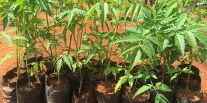 Agroforestry Services