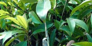 Chikoo Sapodilla Plant