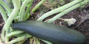 Black Beauty Squash Seeds
