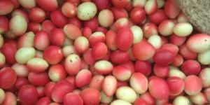 Raw Karonda Cherries