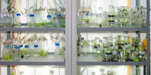 Plant Tissue Culture Rack
