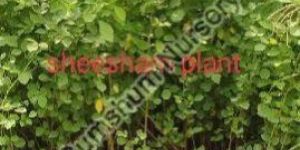 Sheesham Plant