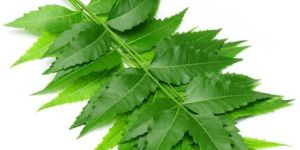 Neem Leaves