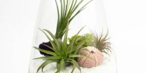 Terrarium Glass Pots