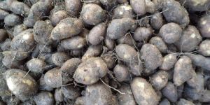 a Grade Fresh Koorka