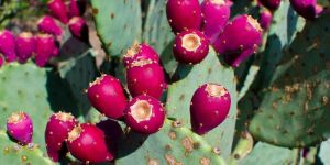 Fresh Prickly Pear / Cactus Fruit