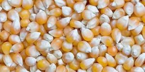 Yellow Corn Seeds