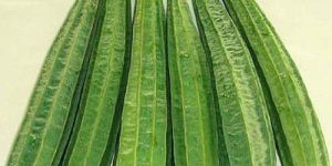Ridged Gourd
