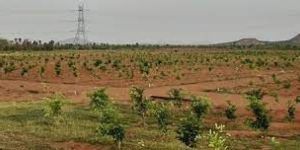 1 Acre Red Sandal Farm Lands