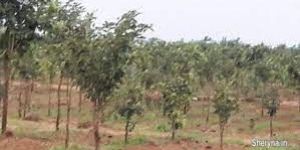 Acre Red Sandal Farm Lands