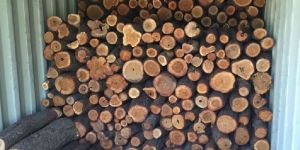 Brown Sandalwood Logs