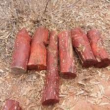Red Sandalwood Logs