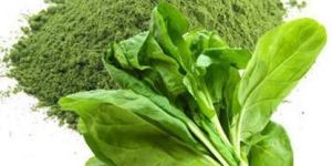 Spray Dried Spinach Powder