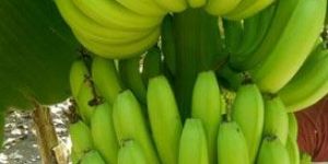 Cavendish Banana