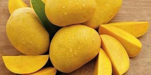 Chaunsa Mango