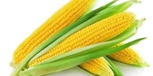 Fresh Yellow Corn