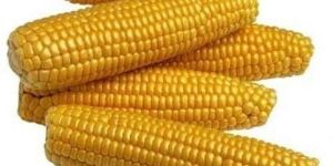 Fresh Yellow Maize