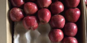 Kinnaur Fresh Apple Fruits