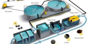Recirculating Aqua System Setup