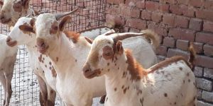 Barbari Female Goat