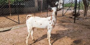 Male Barbari Goat