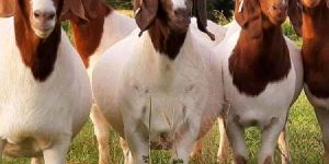 Boer Female Goat