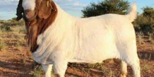 Boer Male Goat