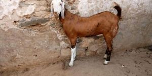 Gujari Female Goat