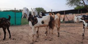 Gujari Male Goat