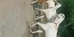 Female Jamunapari Goat