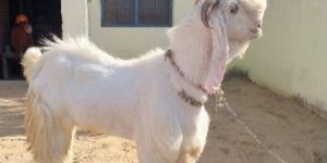 Male Jamunapari Goat