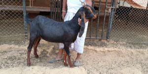 Kota Female Goat