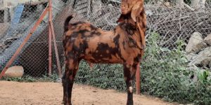 Male Sirohi Goat