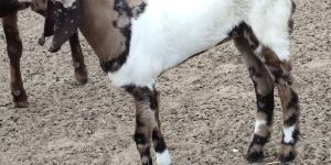 Female Totapari Goat