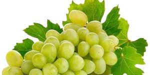 Thompson Seedless Grapes