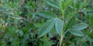 Stylosanthes Scabra Seeds