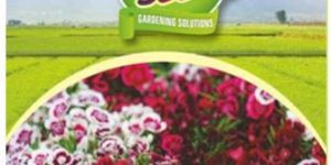 Sweet William Mix Flower Seeds