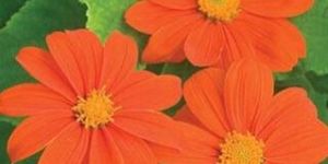 Tithonia Mix Flower Seeds