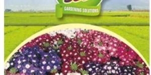 Verbena Mix Flower Seeds