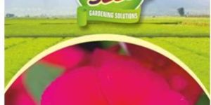 Vinca Pacifica Mix Flower Seeds