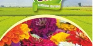 Zinnia Dahlia Flower Seeds