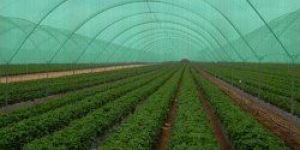 HDPE Green Shade Ne