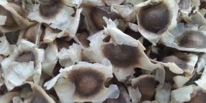 ODC Moringa Seeds