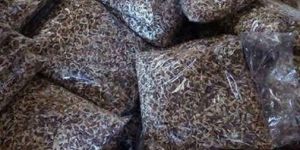 PKM1,PKM2 Moringa Seeds