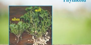 Thyla-Blossom Plant Growth Regulator