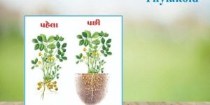 Thyla-Wonder Plant Growth Regulator