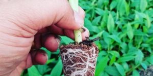 Grand Naine Banana Plants