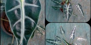 Tissue Cultured Alocasia Plant